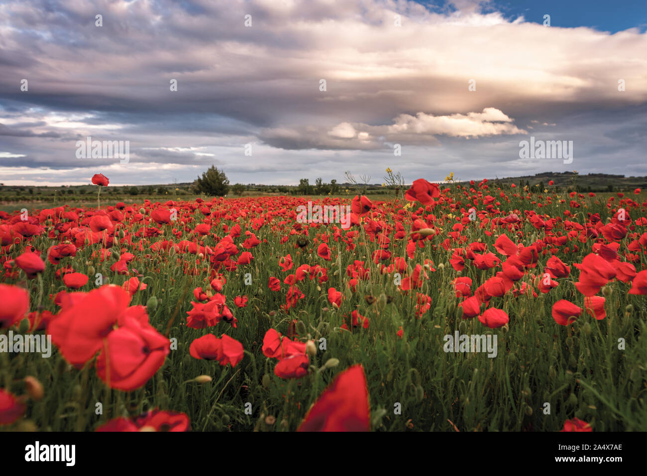 Blue Poppies France High Resolution Stock Photography and Images - Alamy