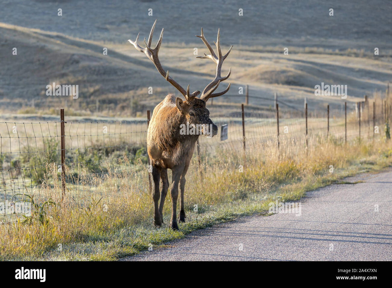 A bull elk is walking by a road at the National Elk and Bison range in