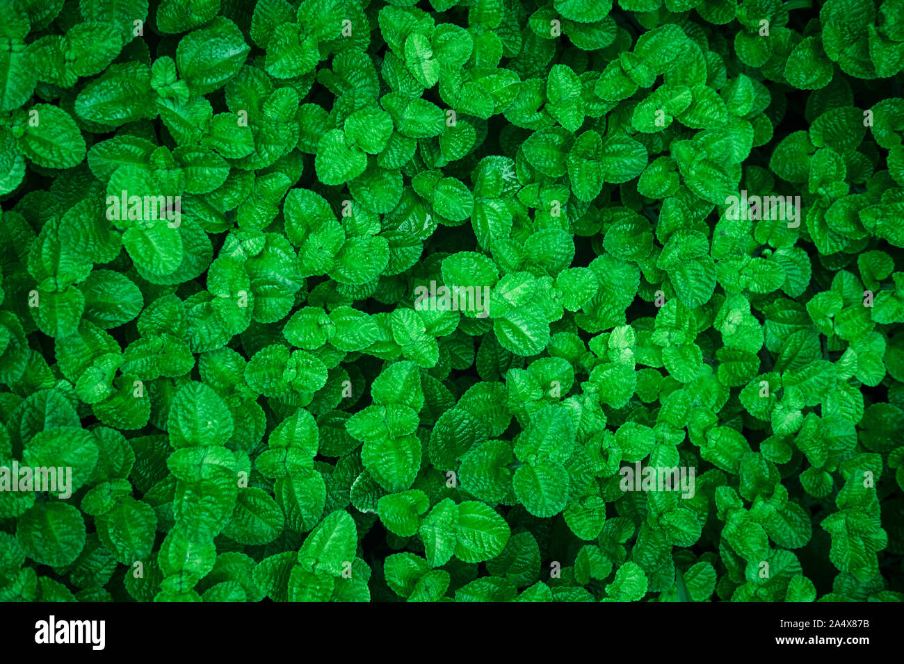 Abstract green leaves texture, nature background. Stock Photo