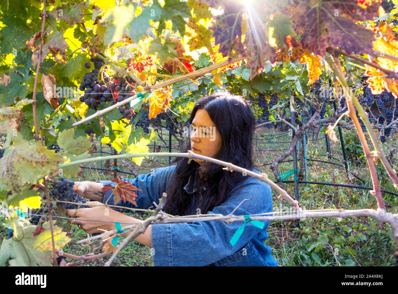 A young asian woman cuts grapes from a vine for winemaking. Stock Photo