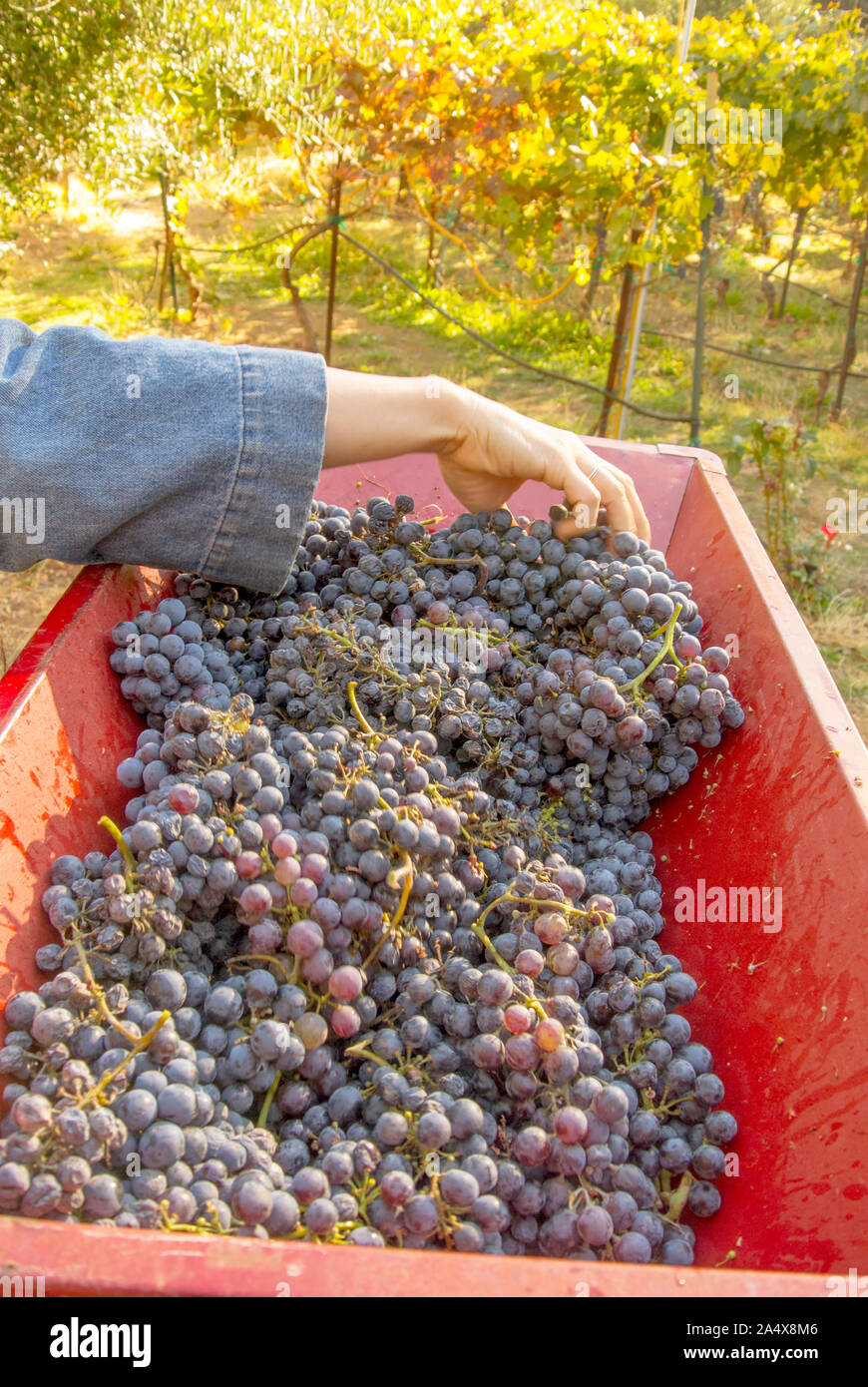 A woman hand places grapes in the hopped of a de-stemmer. Stock Photo