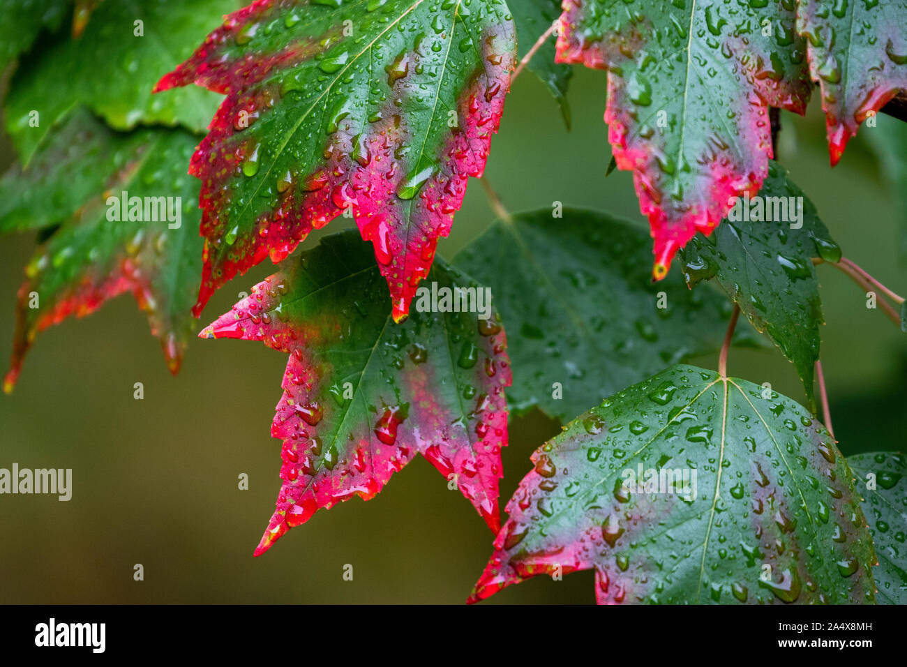 Leaves on a maple tree start to turn red in the fall. Stock Photo