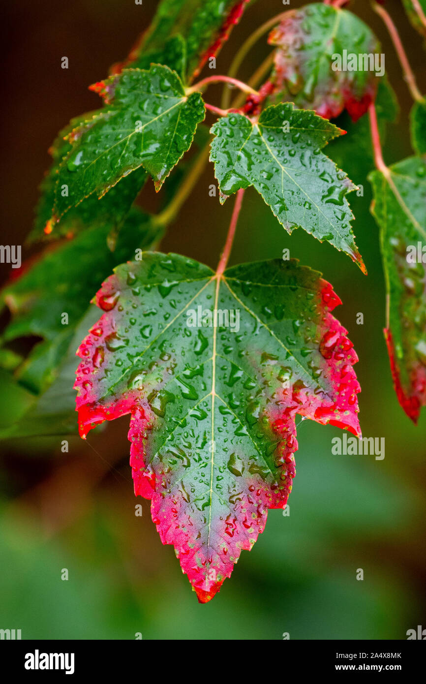 Leaves on a maple tree start to turn red in the fall. Stock Photo