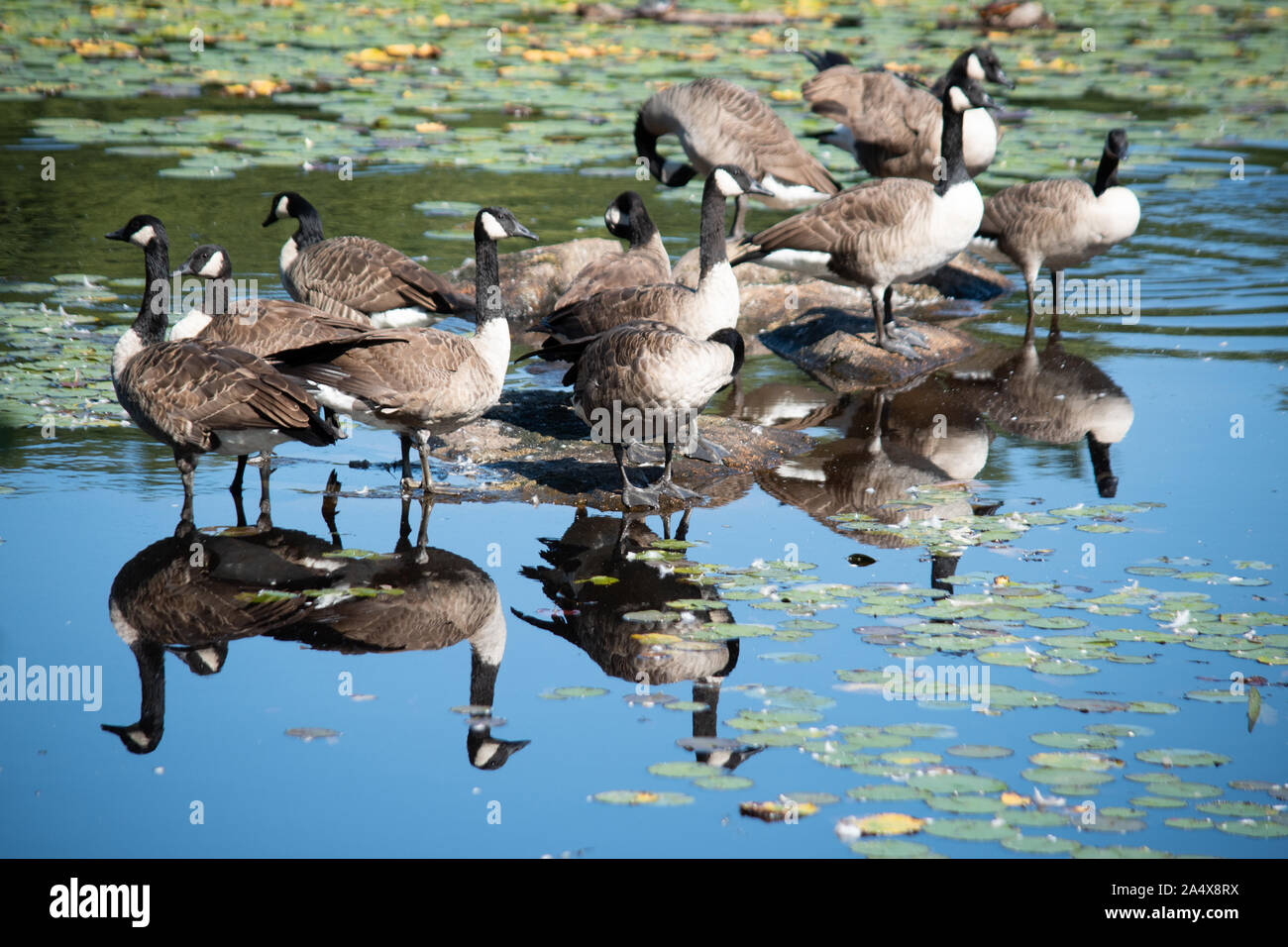 Geese in the Pond Stock Photo Alamy
