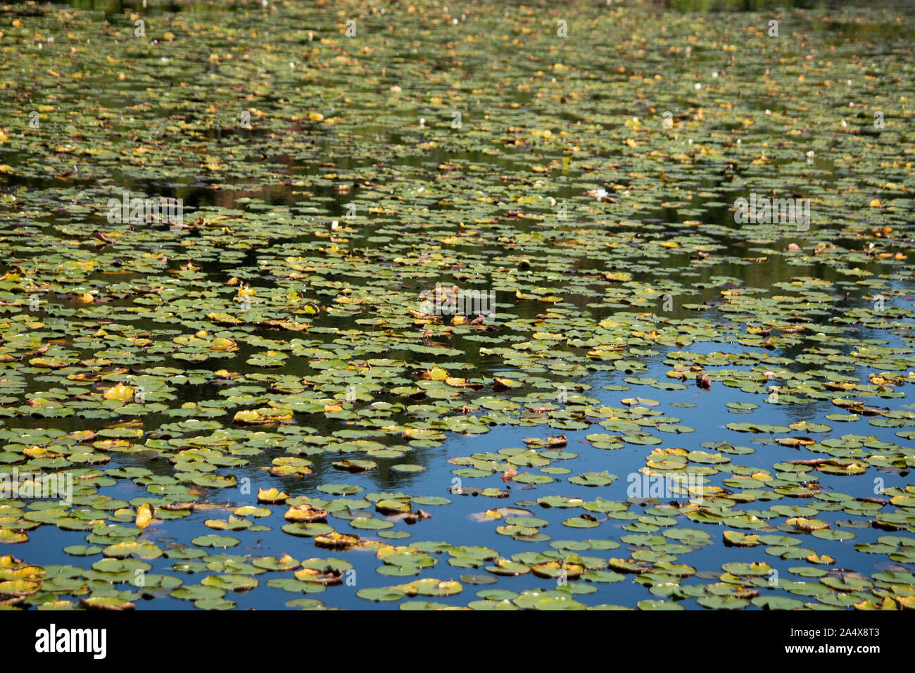Lily Pads at the Pond Stock Photo Alamy