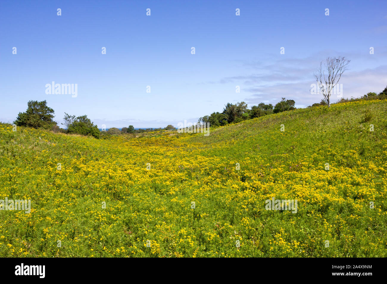 A Beautiful Meadow Filled With Yellow Flowers On Block Island, Rhode Island, United States Of America Stock Photo