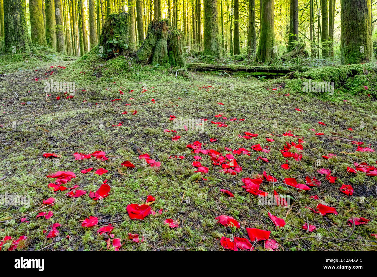 Rose petals scattered in forest, Golden Ears Provincial Park, Maple Ridge, British Columbia, Canada Stock Photo