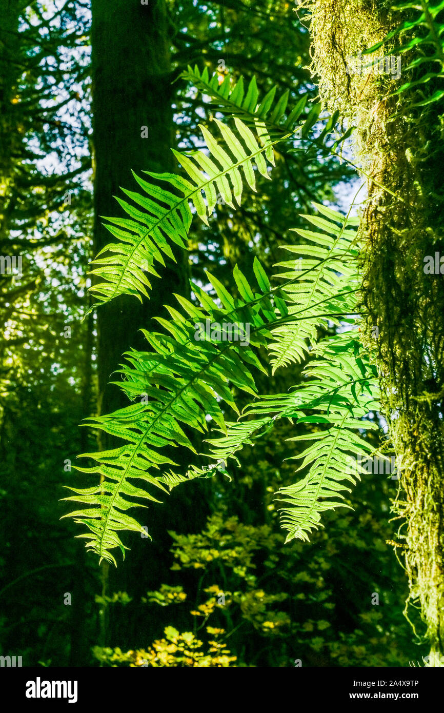 Licorice ferns on tree trunk, forest, Golden Ears Provincial Park