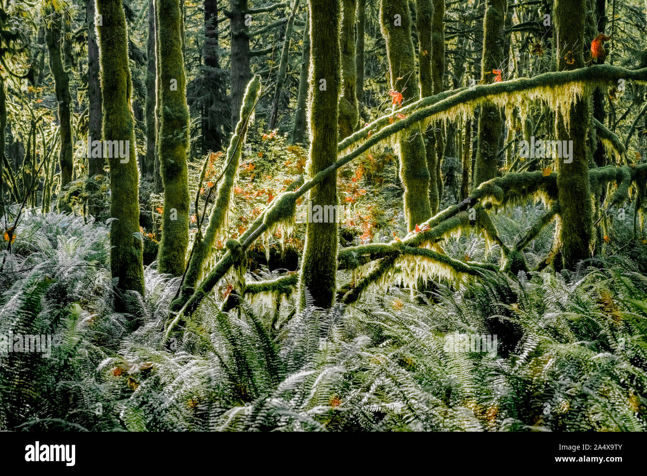Western sword fern understory, previously logged, second growth forest, Golden Ears Provincial Park, Maple Ridge, British Columbia, Canada Stock Photo