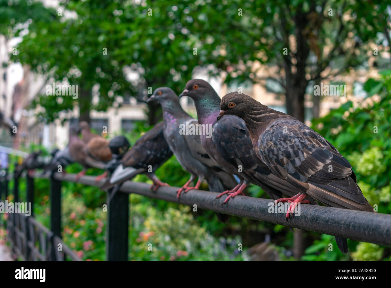 A Row of Pigeons at Union Square Park in New York City Stock Photo