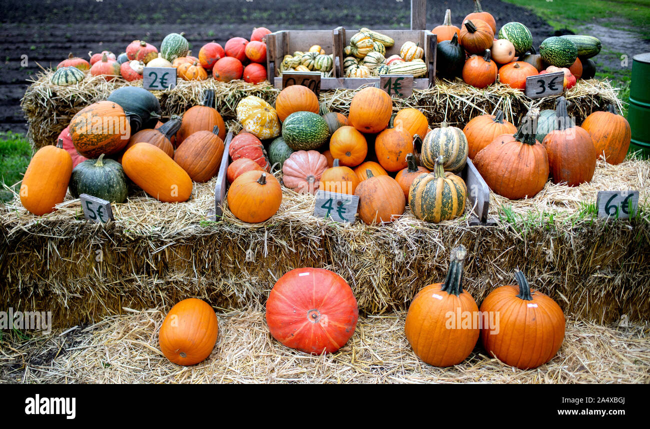 11 October 2019, Lower Saxony, Sandkrug: Colourful pumpkins are offered for sale in a field near the town in the district of Oldenburg. Photo: Hauke-Christian Dittrich/dpa Stock Photo