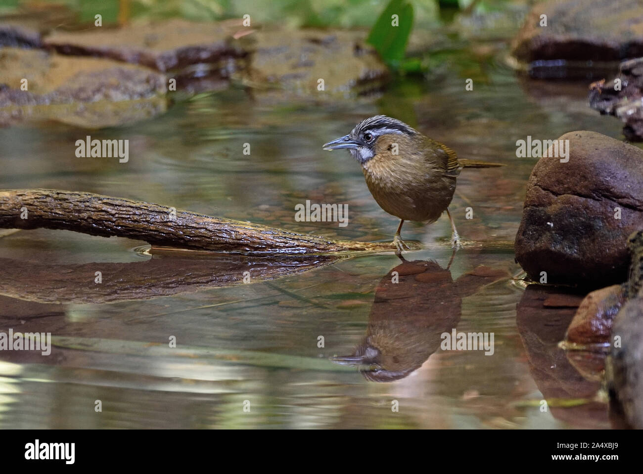 A Grey-throated Bulbul (Stachyris nigriceps) drinking from a shallow stream in the forest in Northern Thailand Stock Photo