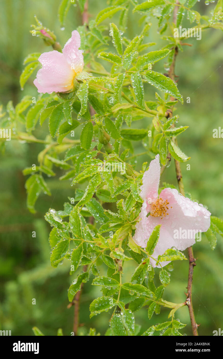 wild rose flowers in the rain Stock Photo - Alamy