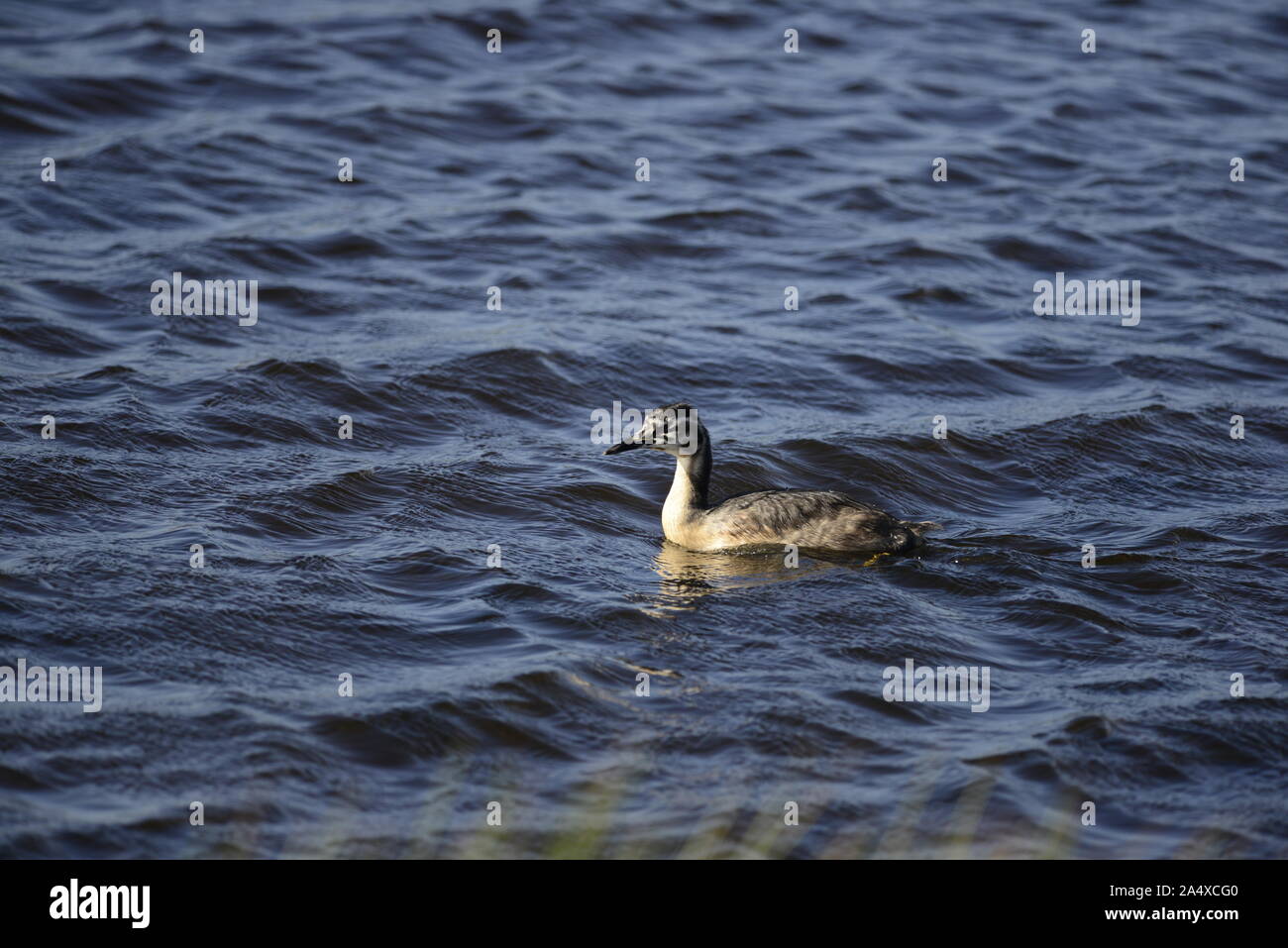 Great Crested Grebe chick Stock Photo