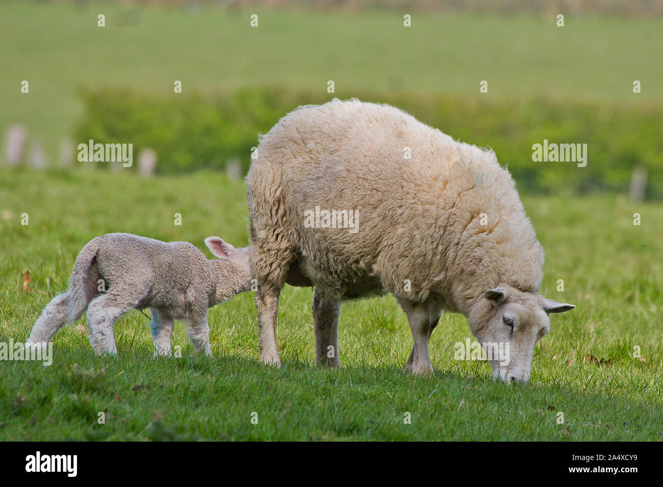 Image of ewe with lamb taken in fields surrounding Knole Park. Stock Photo