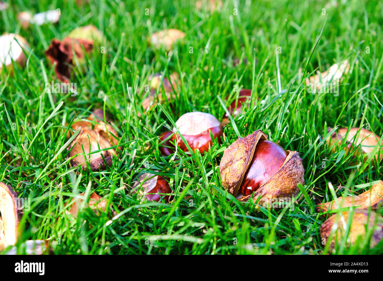 Conkers, horse chestnuts (Aesculus hippocastanum) fruit laying on grass some in their shells with a shallow depth of field Stock Photo