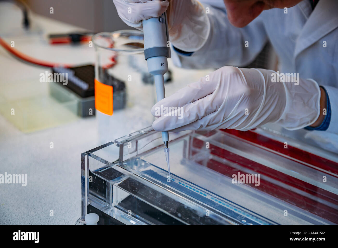 Scientist puts samples of of DNA fragments into agarose gel for ...