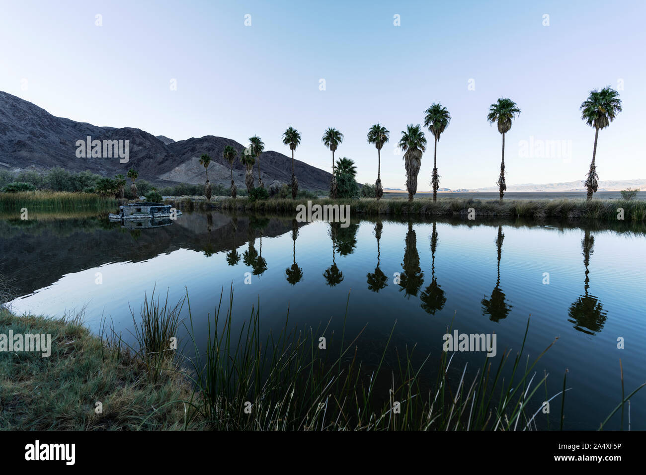 Twilight view of desert oasis palm tree reflections at Soda Springs pond near Zzyzx and the Mojave National Preserve in California. Stock Photo