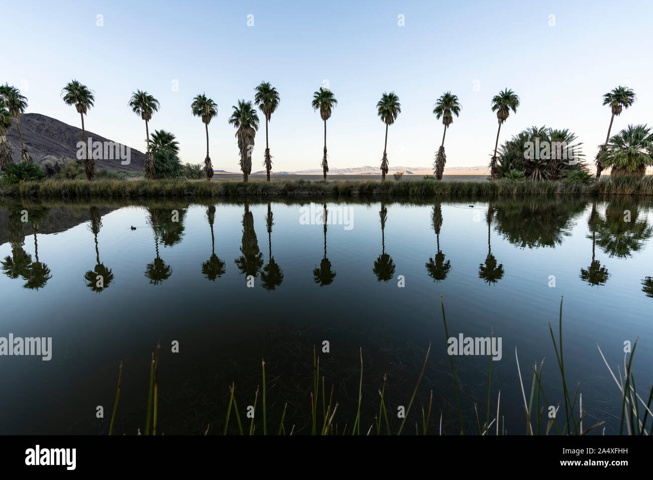 Twilight view of palm trees at Soda Springs pond in the Mojave desert