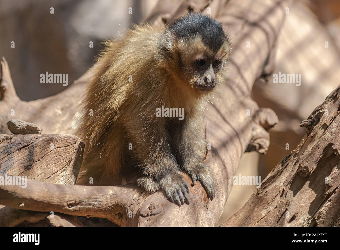 Young Tufted capuchin, (cebus apella), sitting on wooden log Stock Photo