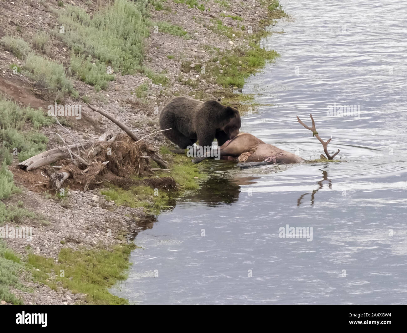 grizzly bear dragging an elk carcass in the hayden valley of