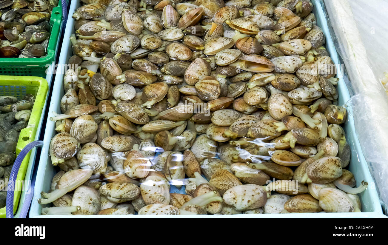 close up of live clams at chun yeung market in hong kong Stock Photo