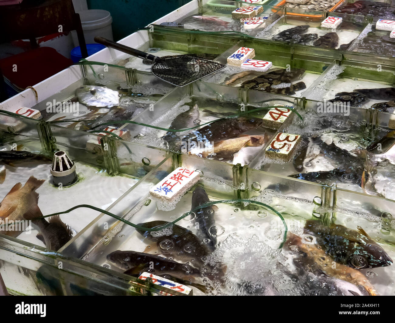live table fish on display at fa yuen market in hong kong Stock Photo