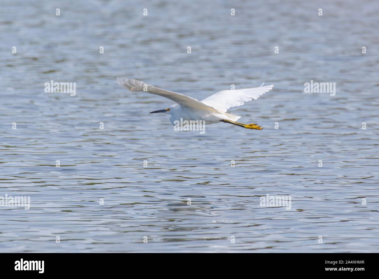 Graceful Snowy White Egret glides across the pond water surface with white wings spread wide. Stock Photo