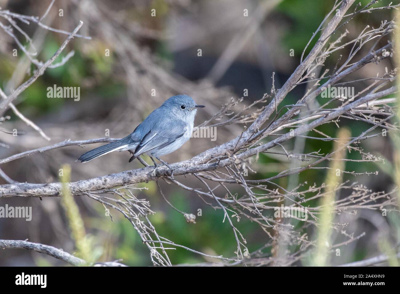 Blue-gray Gnatcatcher  Blue gray gnatcatcher, Backyard birds