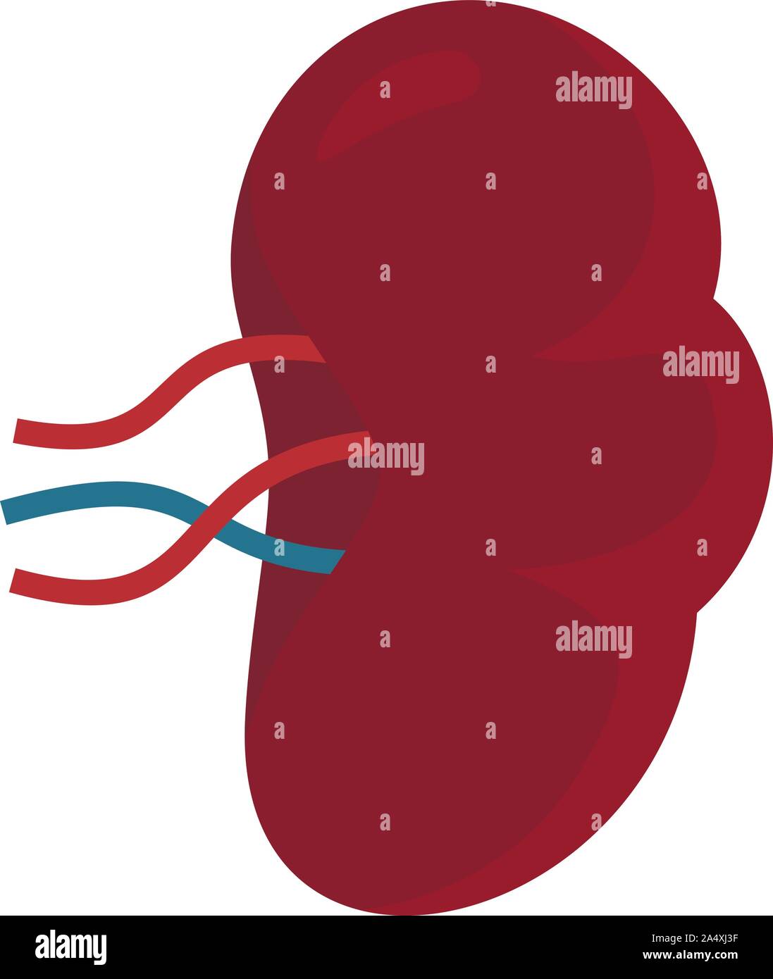 Spleen icon. Flat illustration of spleen vector icon for web design ...