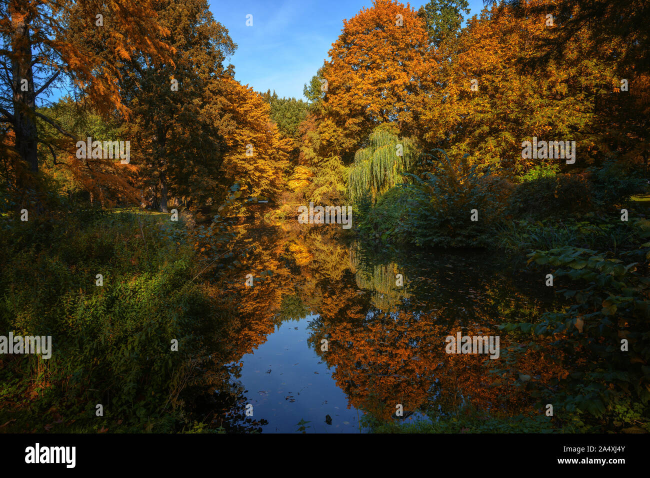 Beautiful autumn forest with colorful foliage around a lake with reflection, seasonal nature landscaape, selected focus Stock Photo