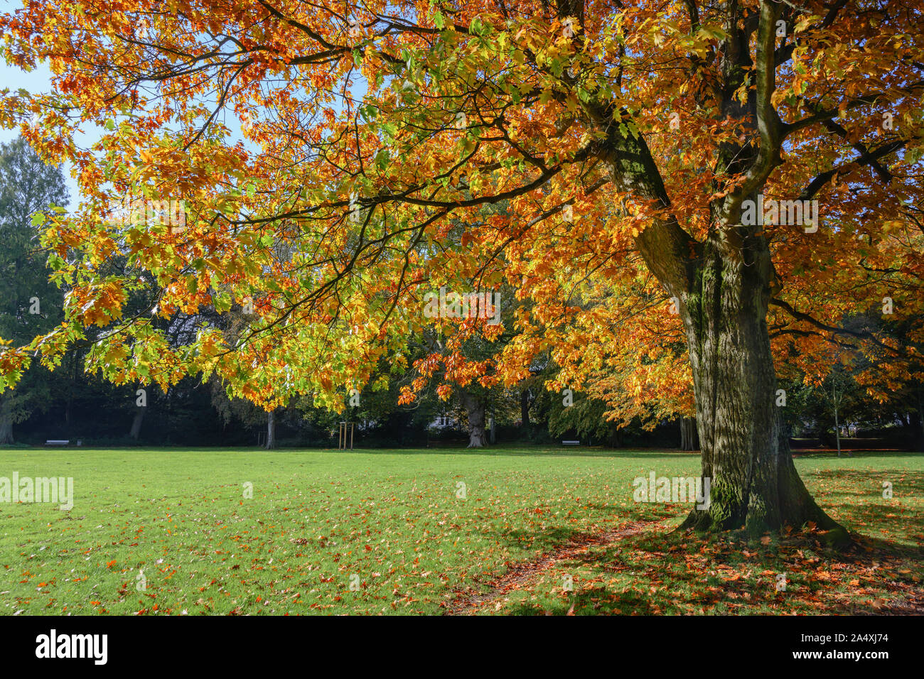 old northern red oak tree (Quercus rubra) with colorful autumn leaves in a park, seasonal landscape, copy space Stock Photo