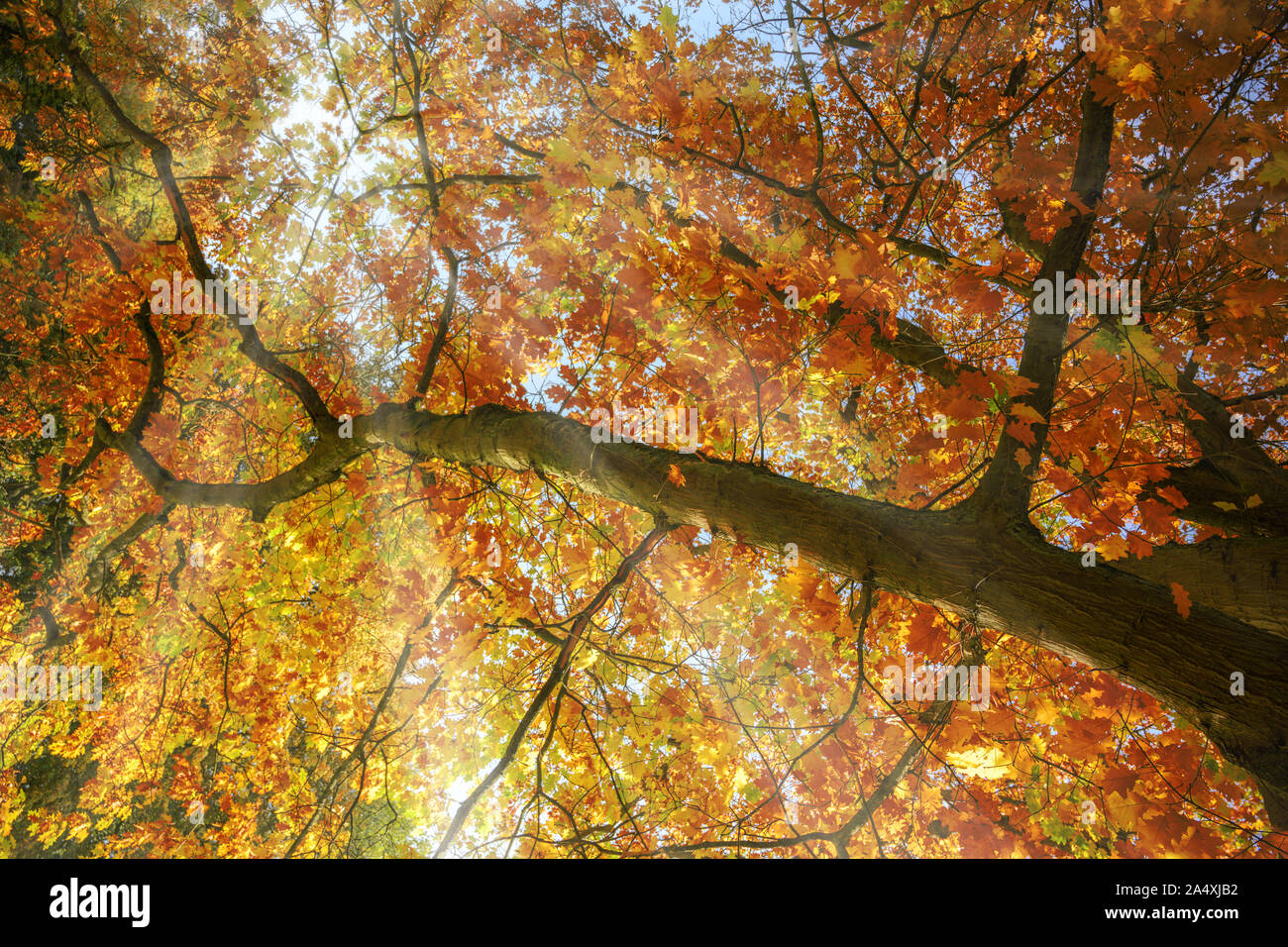 sunbeams shine through a treetop with colorful red and golden autumn leaves, seasonal nature background, copy space Stock Photo