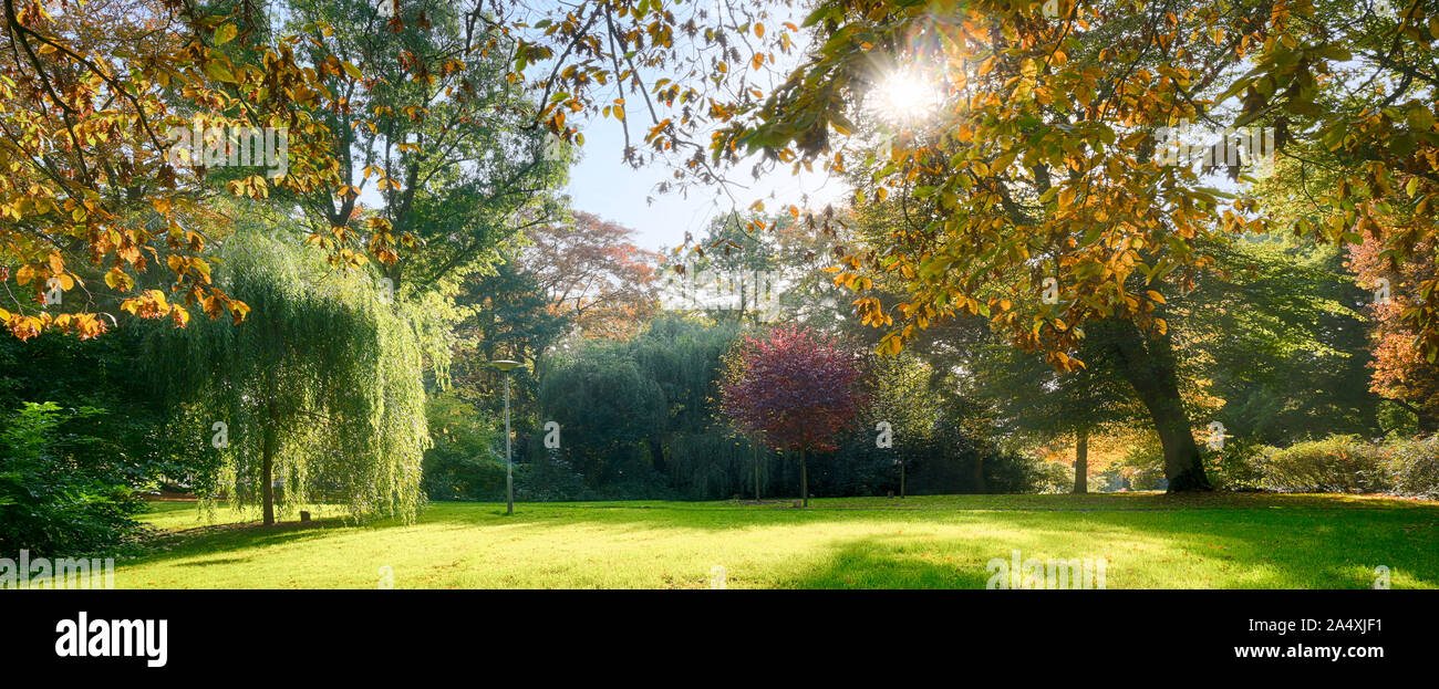 various trees with colorful autumn leaves and a sun star in an old park, seasonal panorama background Stock Photo