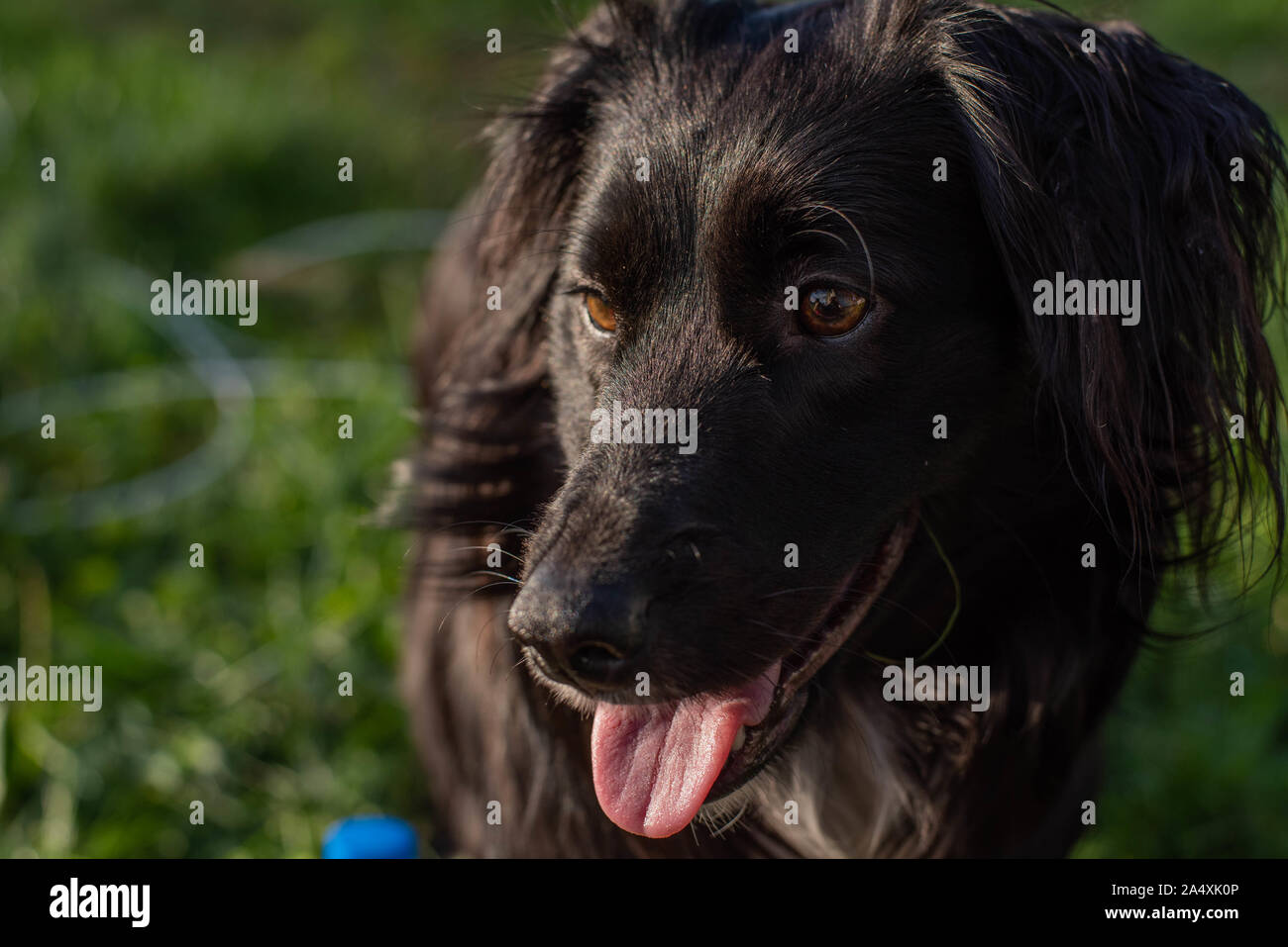 Black lab sheltie mix sales