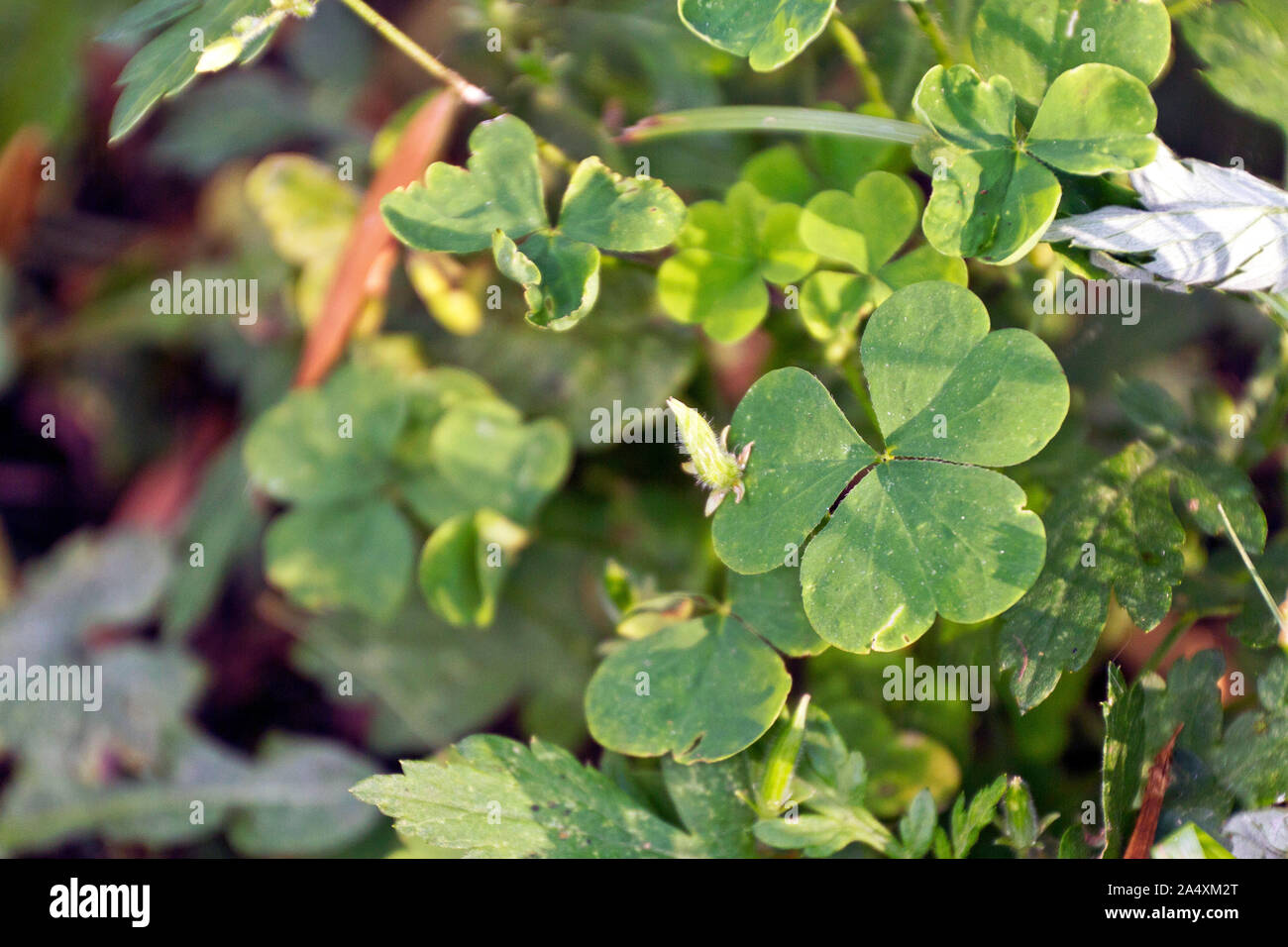 Close up of a sourgrass plant, a mildly toxic, edible weed with medicinal qualities, growing wild outside on a sunny summer day Stock Photo