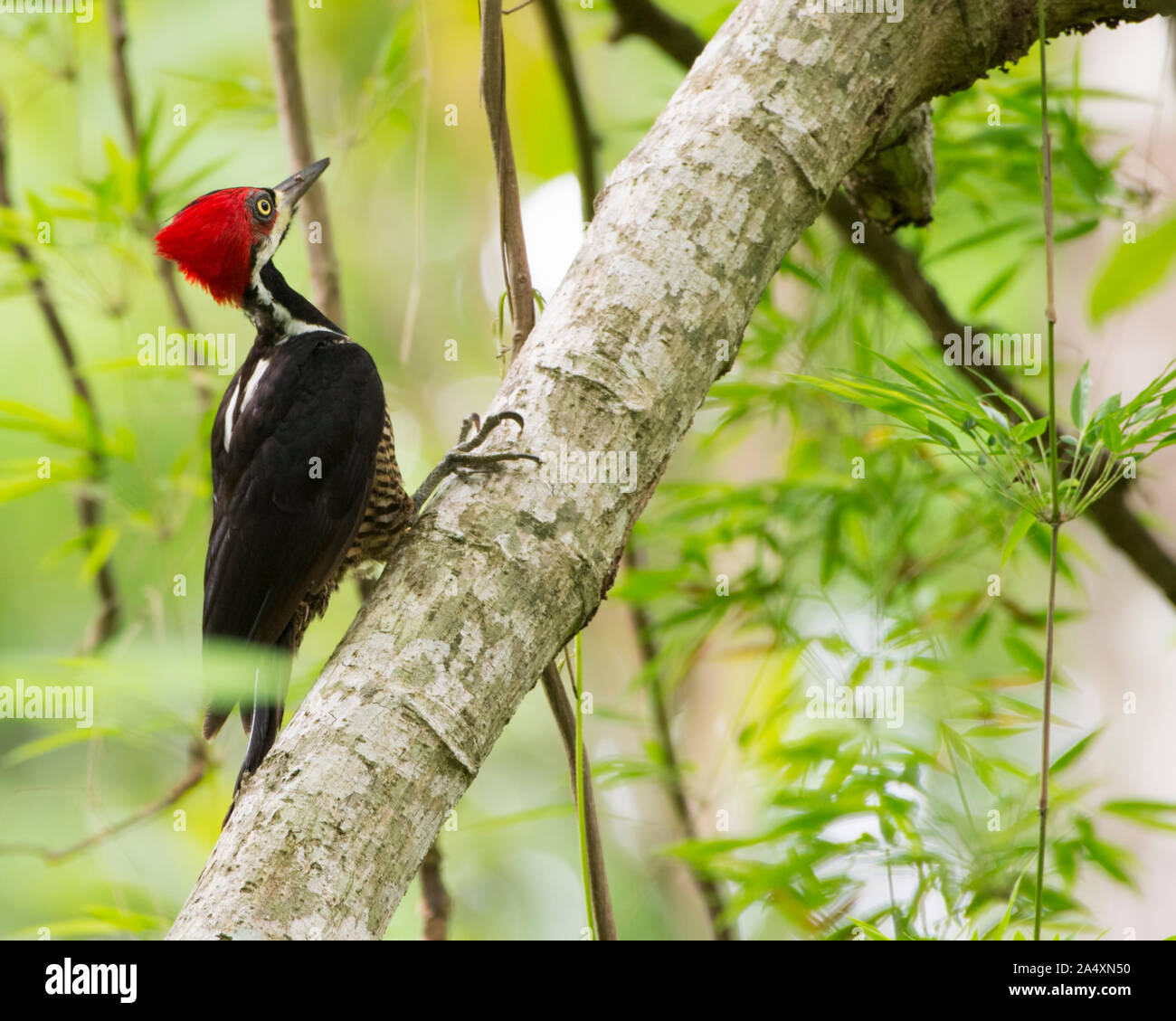 A female Crimson-crested Woodpecker (Campephilus melanoleucos) in Panama Stock Photo