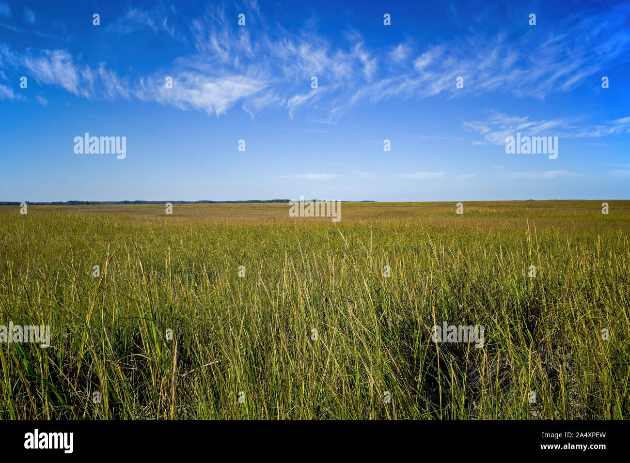 Marsh wetland environment hi-res stock photography and images - Alamy