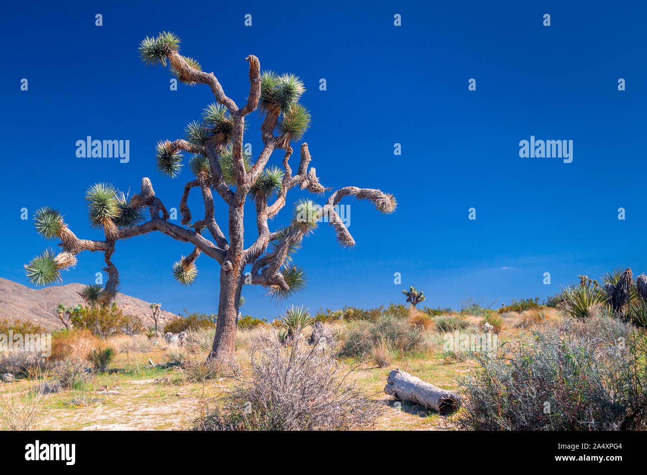 Joshua tree against a clear blue sky Stock Photo