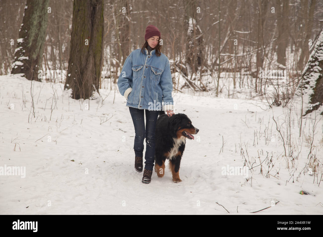 young woman in winter forest with bernese mountain dog walking Stock Photo