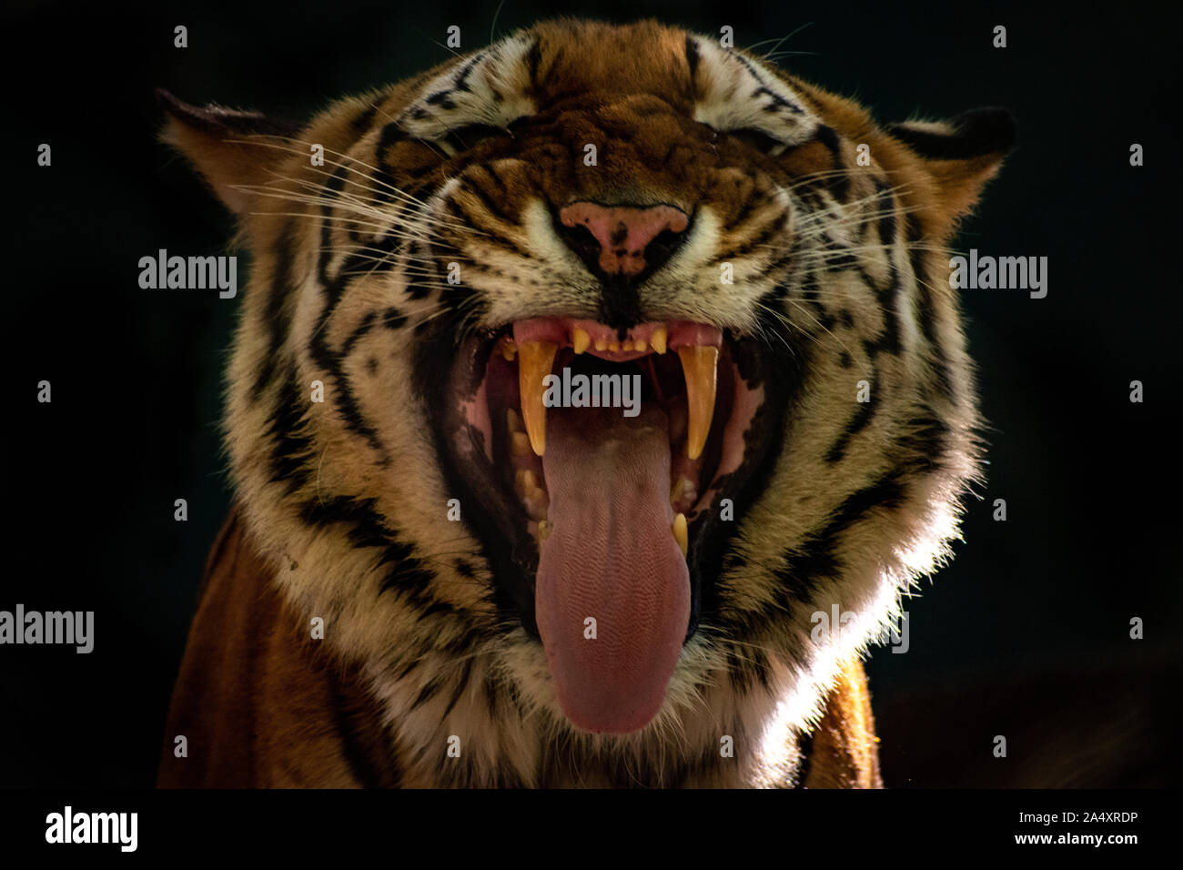 Tiger funny hi-res stock photography and images - Alamy