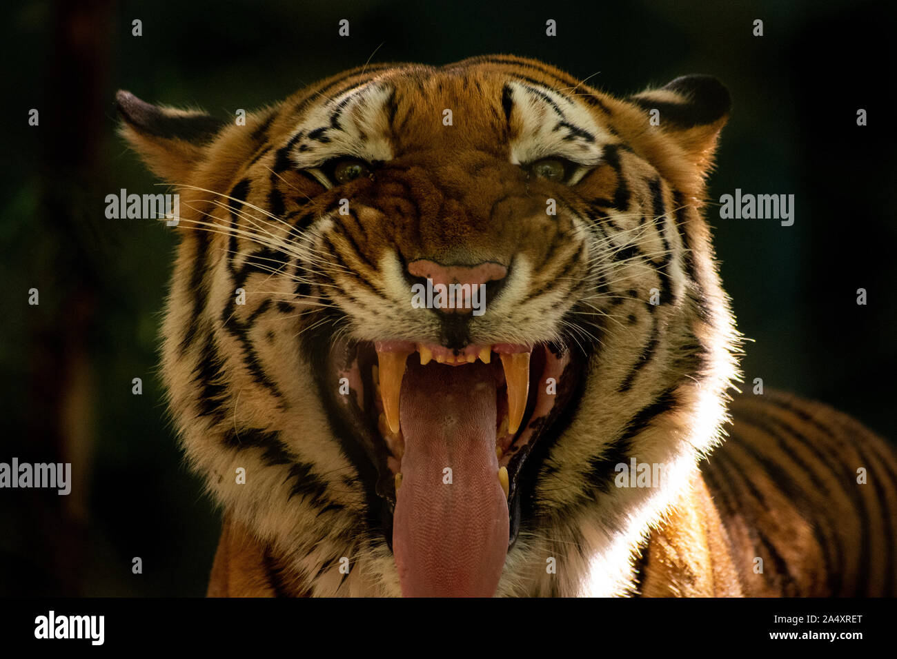 Close-up of a tiger making a funny face Stock Photo - Alamy