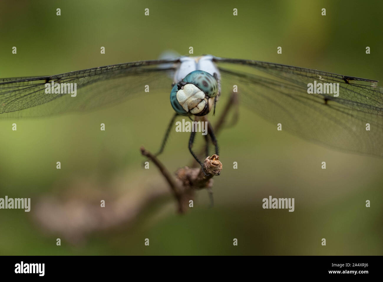 This great blue skimmer tilts its head as it eyes tiny insects flying by. But the position of the mouth and jaws makes it appear to be laughing. Stock Photo