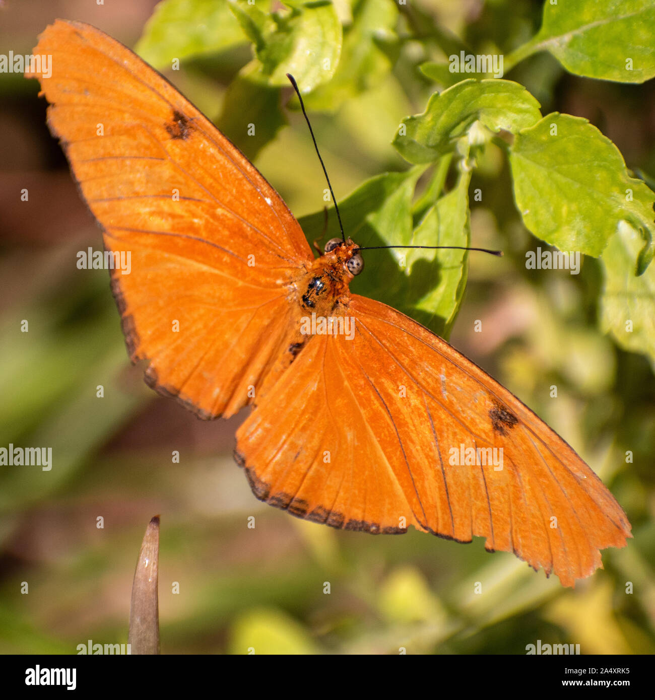 Bright orange butterfly Stock Photo