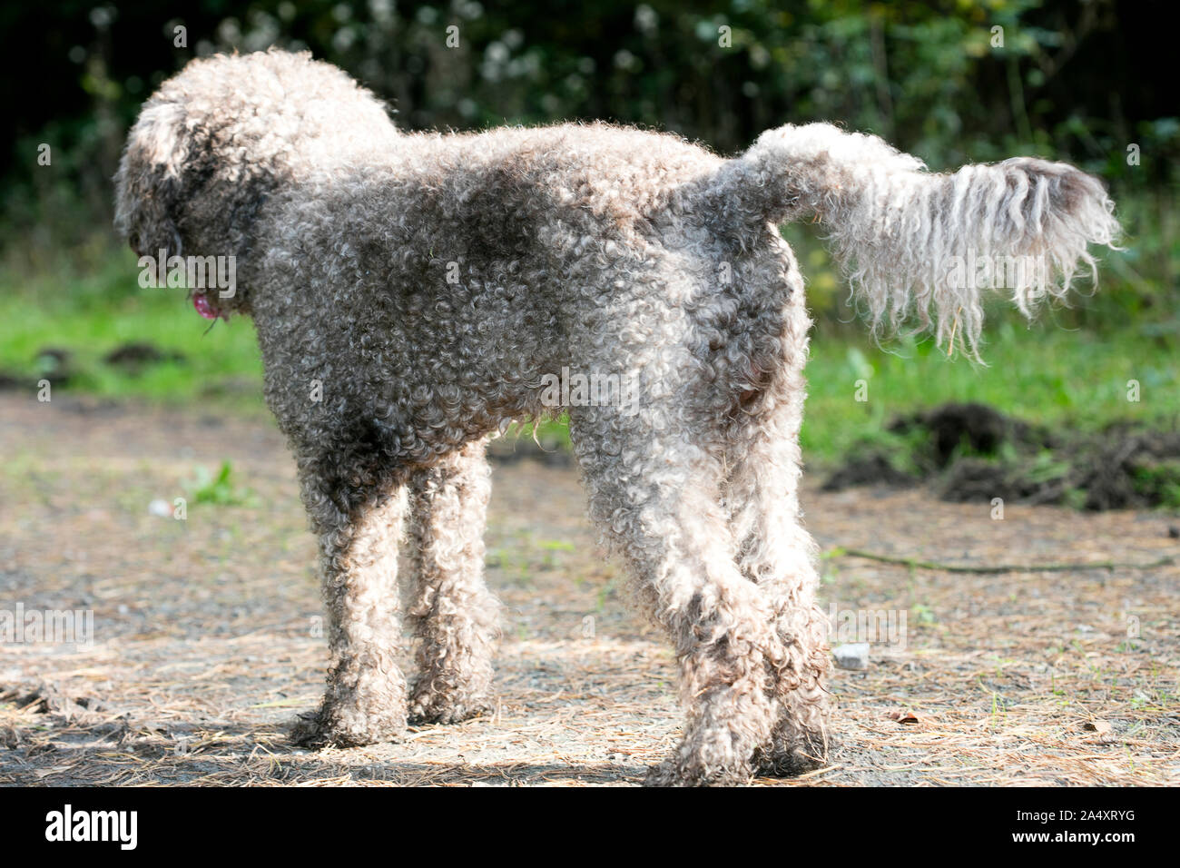 Brown italian dog macro portrait breed truffle hunting lagotto