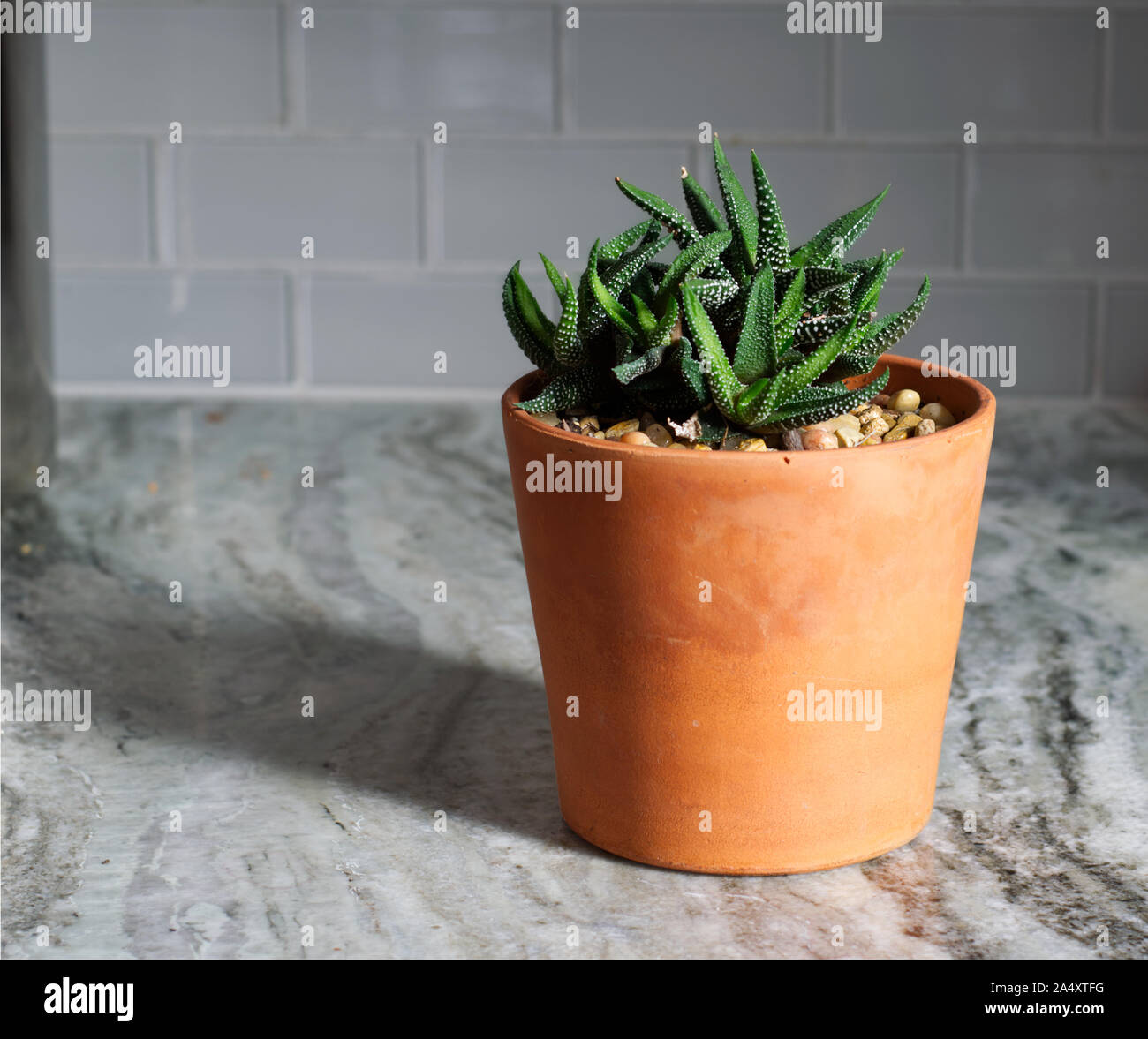 Potted succulent with bright green leaves and white spots on a marble countertop with backsplash. Stock Photo