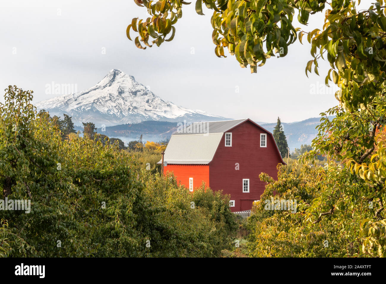 View of a red barn and orchard with Mt Hood in the background in Hood River, Oregon, USA Stock Photo