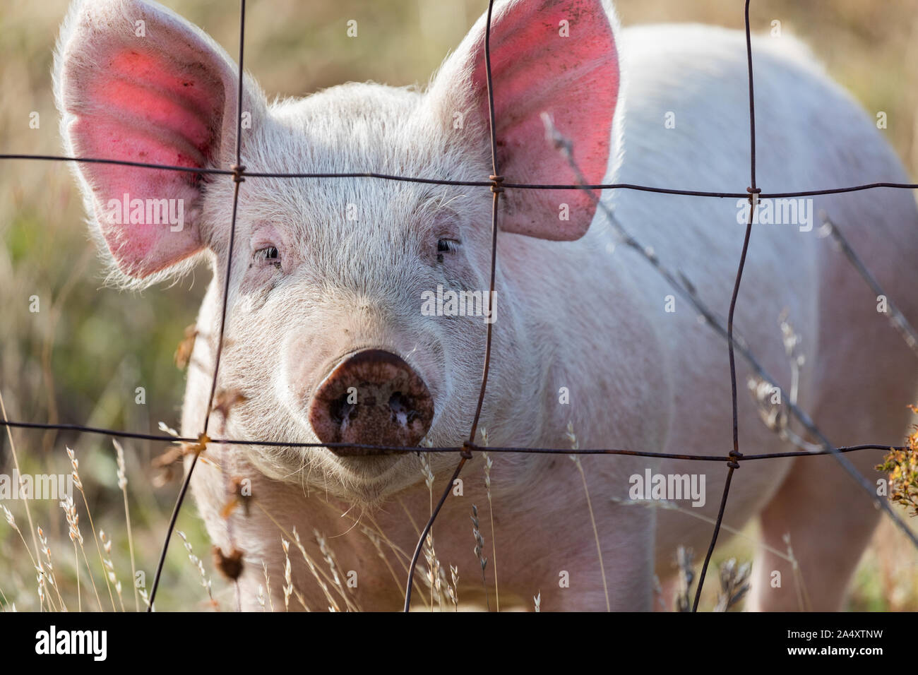 Pink pig looking through wire fence on a farm in Oregon, USA Stock Photo