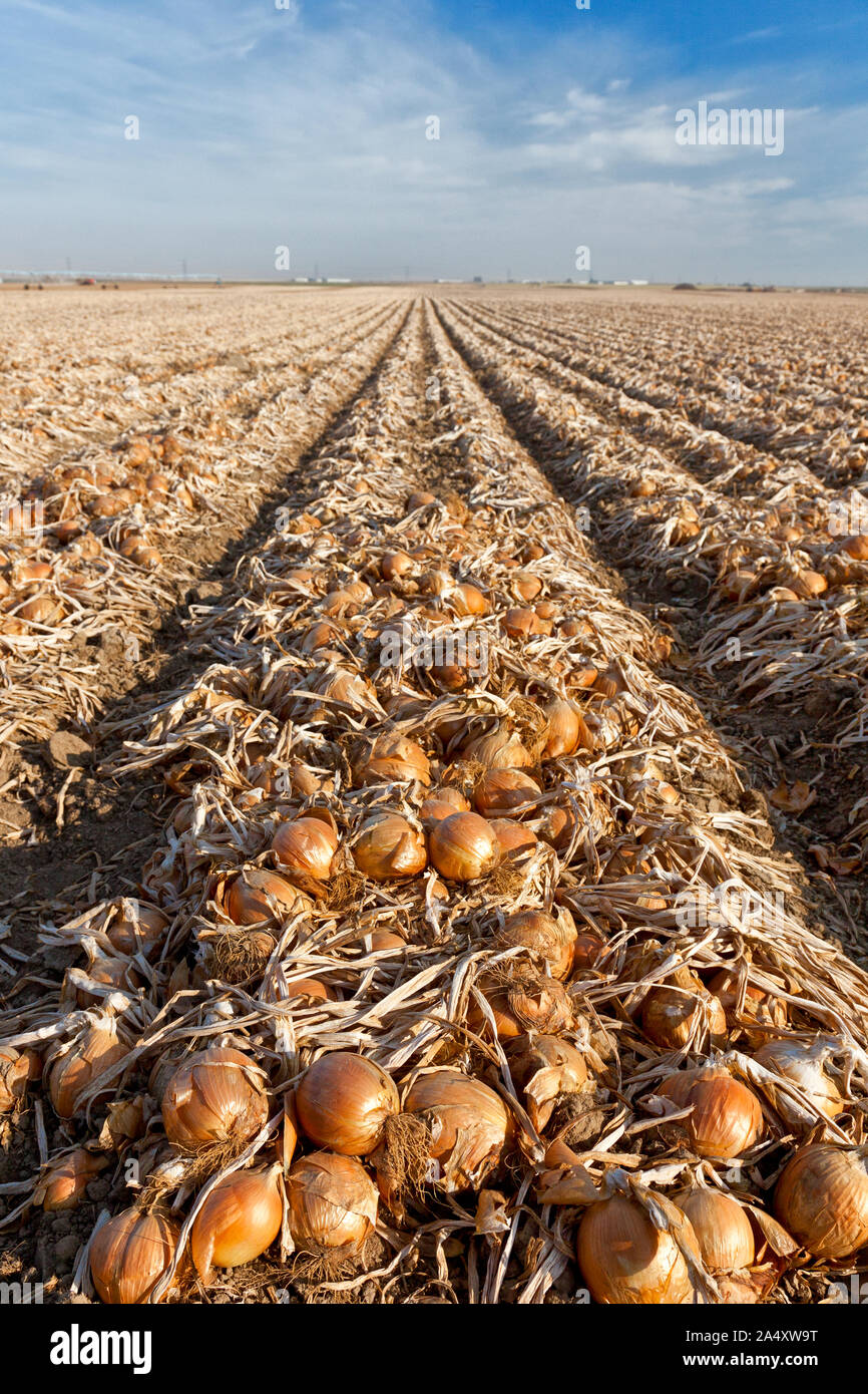 Giant onion field in Washington state in autumn in the Horse Heaven