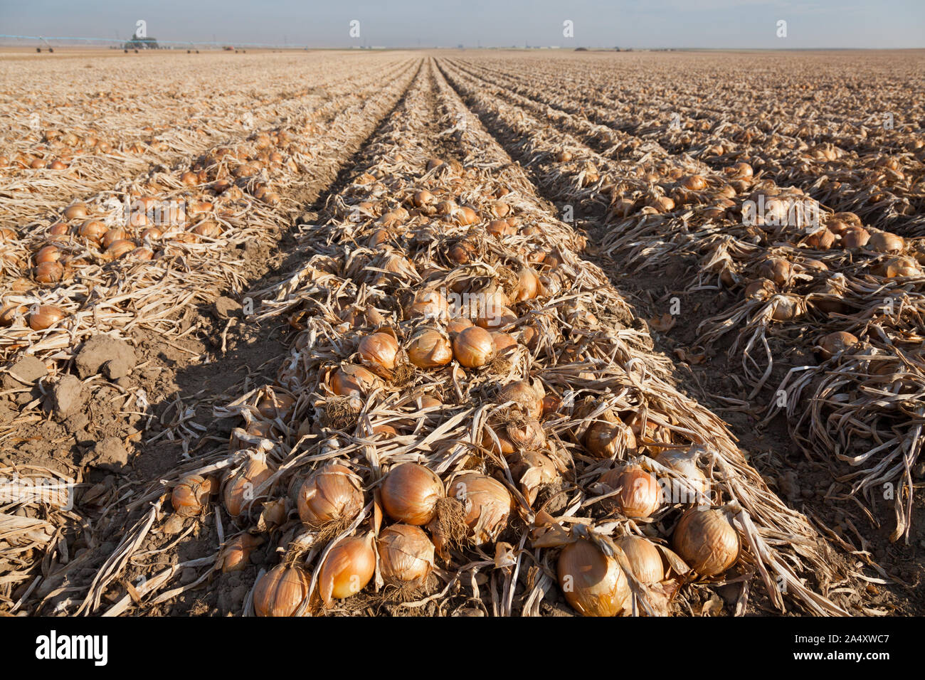 Giant onion field in Washington state in autumn in the Horse Heaven Hills Stock Photo